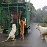 grădină zoologică inovatoare din China