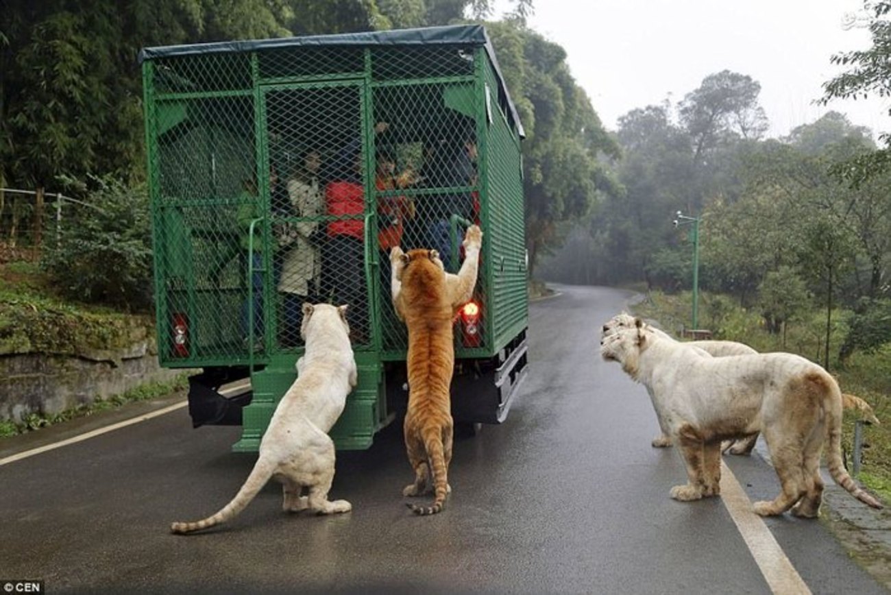 grădină zoologică inovatoare din China