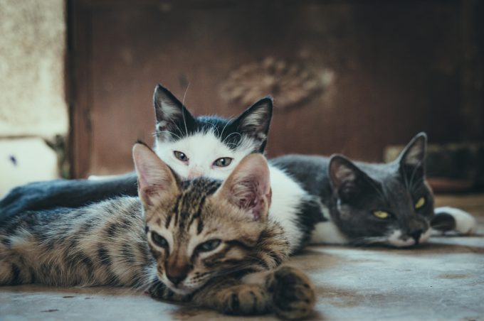 ziua internationala a animalelor