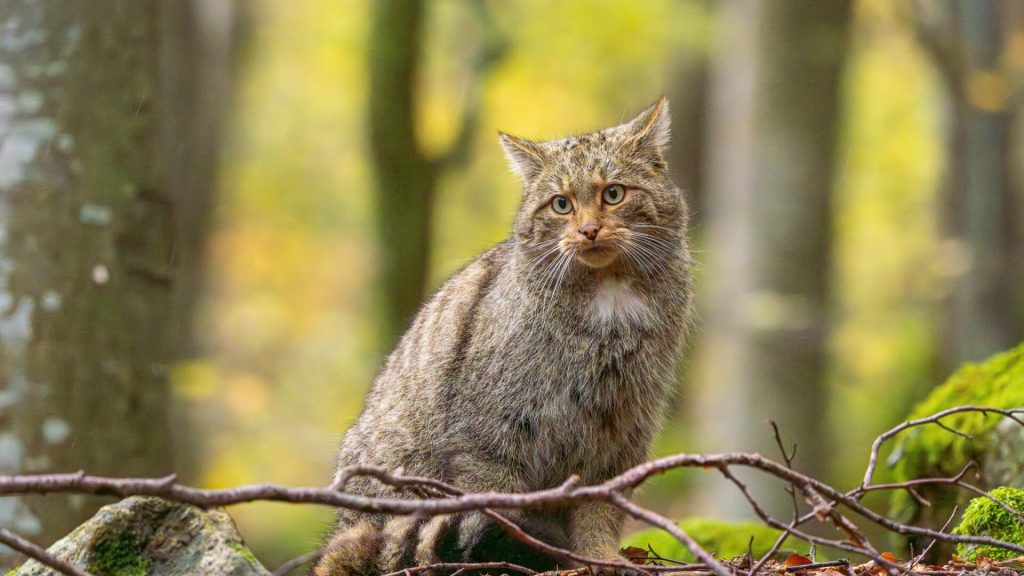 O specie dispărută de peste 100 de ani ar putea reveni în Anglia: pisica sălbatică europeană pregătită să revină în Devon