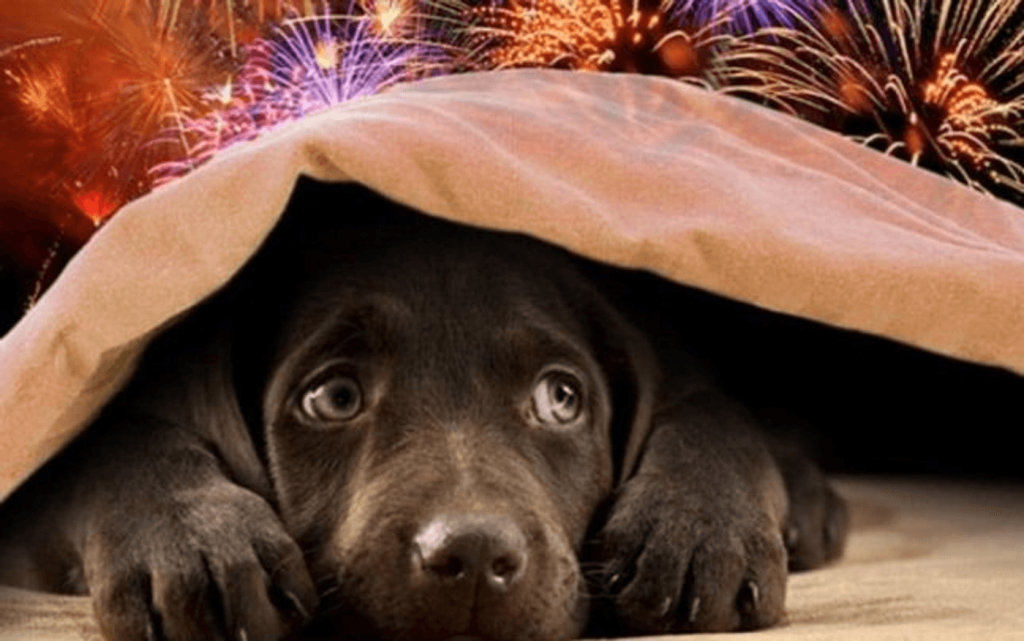 Fără artificii de Revelion la Brașov. Orașul renunță la zgomot pentru a proteja animalele