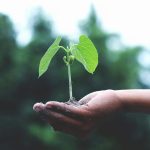 Timișorenii, invitați să planteze o nouă pădure urbană pe Calea Șagului