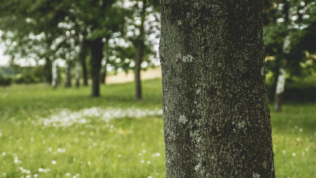 Copacii din zonele urbane funcționează asemenea unor adevărate „pastile de sănătate publică”, arată un studiu recent care analizează impactul arborilor asupra stării fizice și mentale a oamenilor.