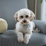 Ce spun studiile: Animalele de companie pot încetini îmbătrânirea biologică la femei