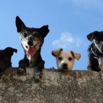 Fără artificii de Revelion la Brașov. Orașul renunță la zgomot pentru a proteja animalele