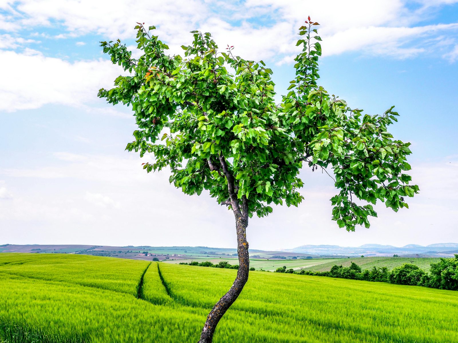 „Plantăm fapte bune în România” – o inițiativă care prinde rădăcini și în 2025