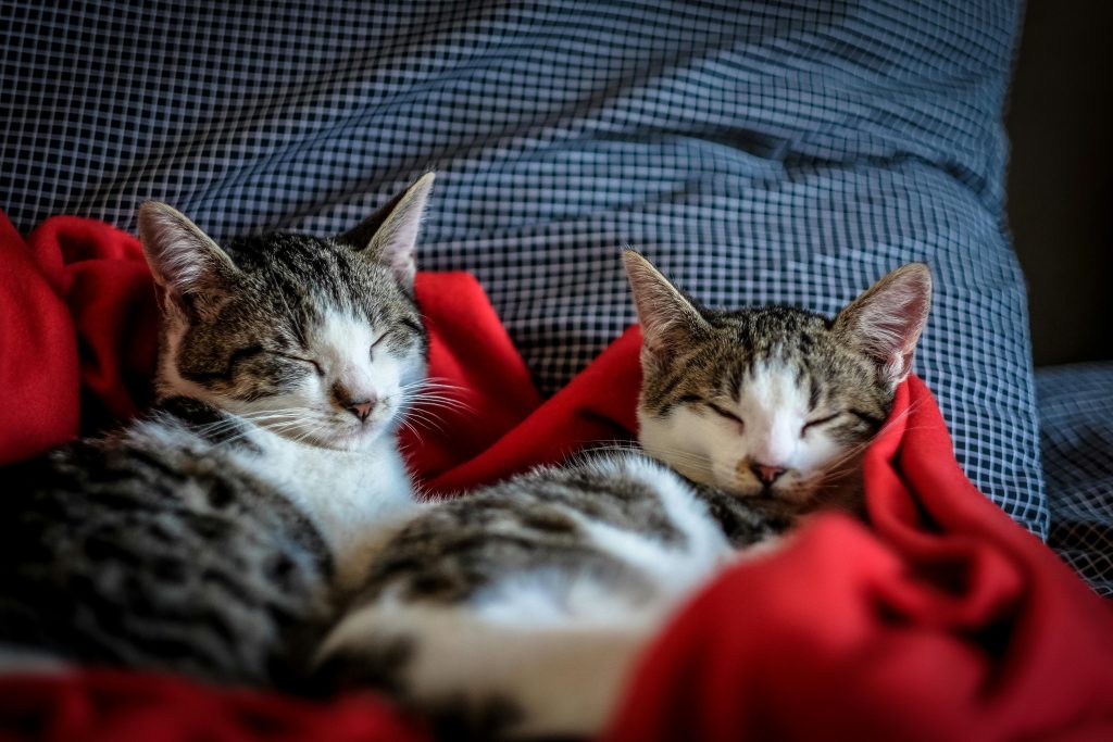 România are 8,6 milioane de câini și pisici: cât cheltuie lunar o familie pentru un animal de companie