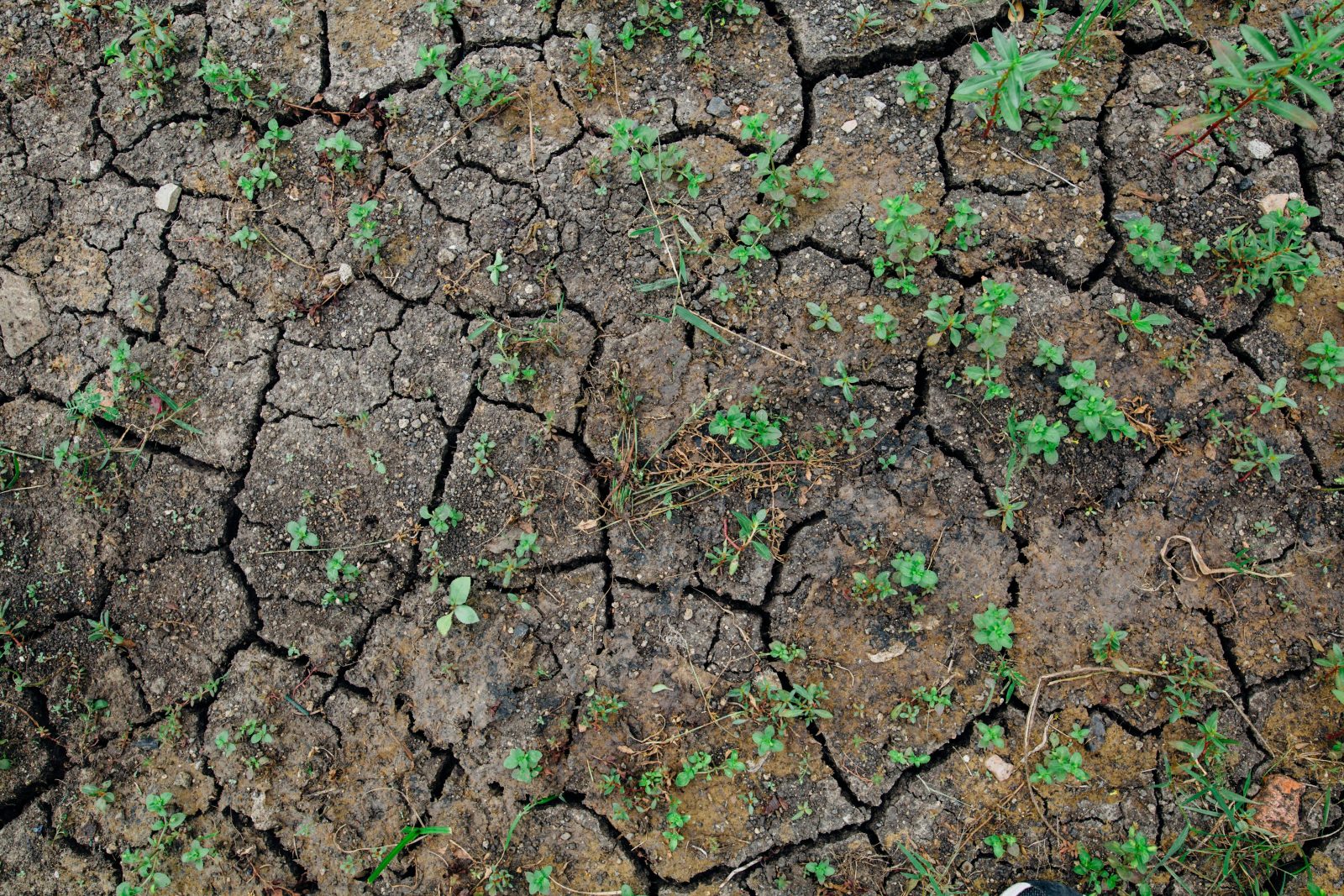 Alarma verde: 60–70% din solurile Europei sunt degradate — ce înseamnă pentru agricultură și securitatea alimentară