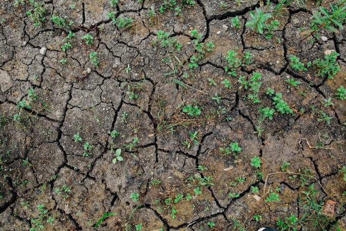 Alarma verde: 60–70% din solurile Europei sunt degradate — ce înseamnă pentru agricultură și securitatea alimentară