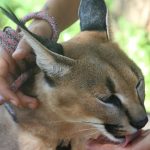 După un secol, o specie de pisică sălbatică ar putea reveni în sud-vestul Angliei