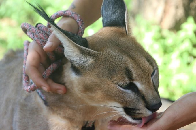 După un secol, o specie de pisică sălbatică ar putea reveni în sud-vestul Angliei