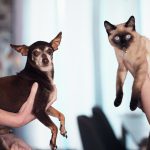 În România trăiesc 8,6 milioane de câini și pisici — câți bani cheltuie lunar o familie pentru un animal de companie