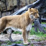 Ligrul, hibridul rar care unește două simboluri ale sălbăticiei