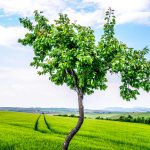 OMNIASIG depășește obiectivul pentru 30 de ani: peste 33.000 de copaci plantați în România