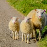 Crescătorii primesc bani să-și cumpere animale — ce prevede noua schemă anunțată de Florin Barbu