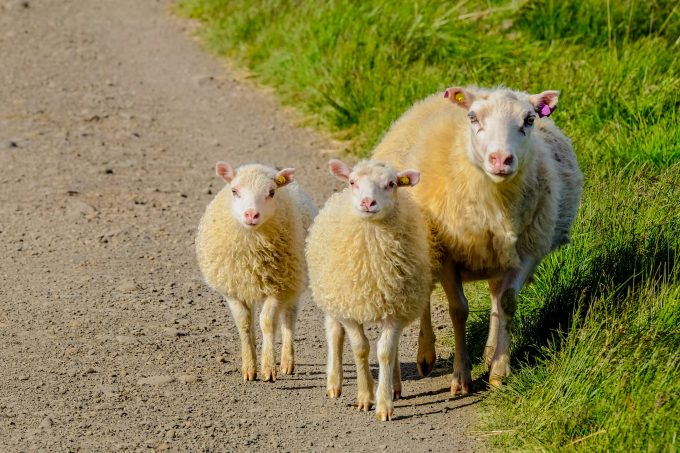 Crescătorii primesc bani să-și cumpere animale — ce prevede noua schemă anunțată de Florin Barbu