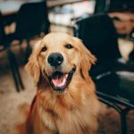 O legătură genetică neașteptată între oameni și această rasă de câini Golden Retriver