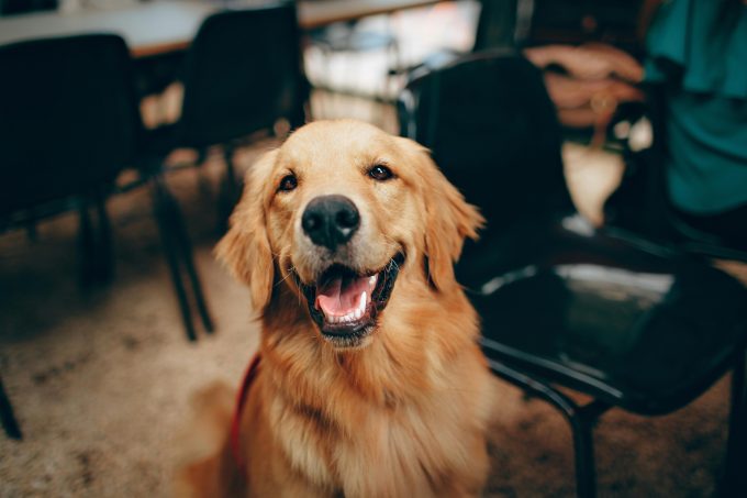 O legătură genetică neașteptată între oameni și această rasă de câini Golden Retriver