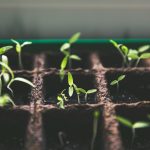 Plantele își protejează urmașii: prima dovadă clară a unui comportament „parental” în lumea vegetală