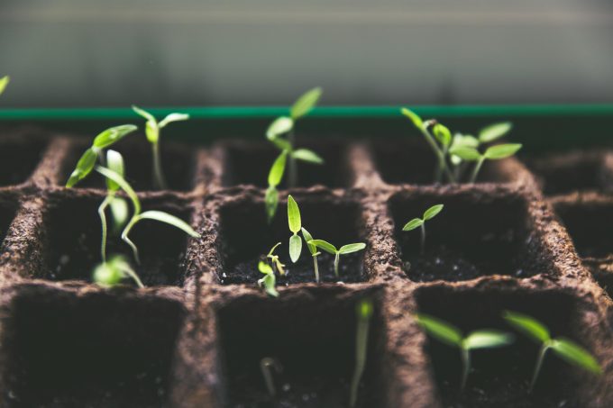 Plantele își protejează urmașii: prima dovadă clară a unui comportament „parental” în lumea vegetală