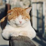 Pastila de slăbit pentru pisici: un implant testat în SUA ar putea combate obezitatea felină
