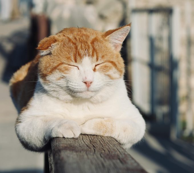 Pastila de slăbit pentru pisici: un implant testat în SUA ar putea combate obezitatea felină