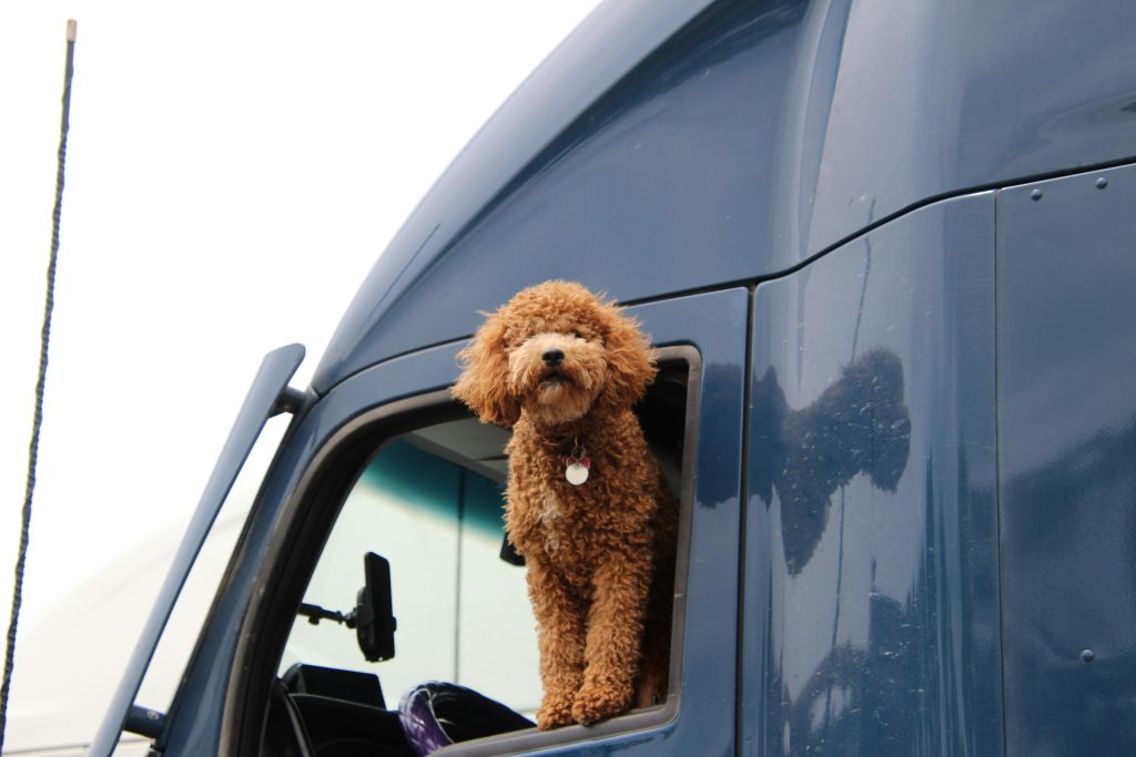 Tot mai mulți români își doresc vacanțe alături de animalele de companie