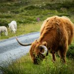 Schimbare majoră pentru crescătorii de animale: cine nu va mai primi subvenții din 2026 și ce reguli intră în vigoare