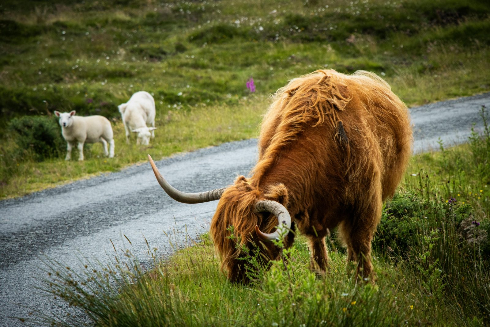 Schimbare majoră pentru crescătorii de animale: cine nu va mai primi subvenții din 2026 și ce reguli intră în vigoare