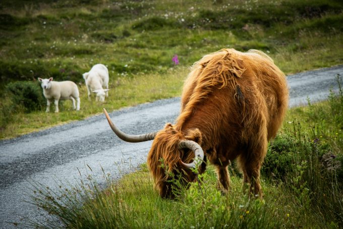 Schimbare majoră pentru crescătorii de animale: cine nu va mai primi subvenții din 2026 și ce reguli intră în vigoare