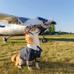 Românii își iau tot mai des animalele de companie în străinătate. Cum se pregătesc corect pentru zbor