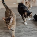 Pisicile ar putea oferi indicii esențiale pentru tratamentul cancerului la oameni
