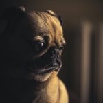 Câinii pot dezvolta o formă de Alzheimer. Care sunt semnele demenței canine
