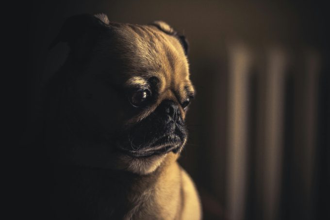 Câinii pot dezvolta o formă de Alzheimer. Care sunt semnele demenței canine
