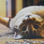 Pisica nu mai mănâncă după schimbarea hranei? Greșelile care duc la refuz și cum să le eviți