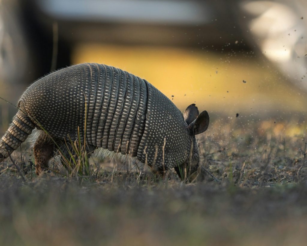 Populațiile de animale sălbatice, în declin accelerat. Avertismentul oamenilor de știință