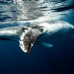 Schimbările climatice intensifică valurile oceanice periculoase, arată un nou studiu