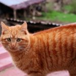 De ce sunt pisicile portocalii portocalii. Misterul genetic explicat după decenii