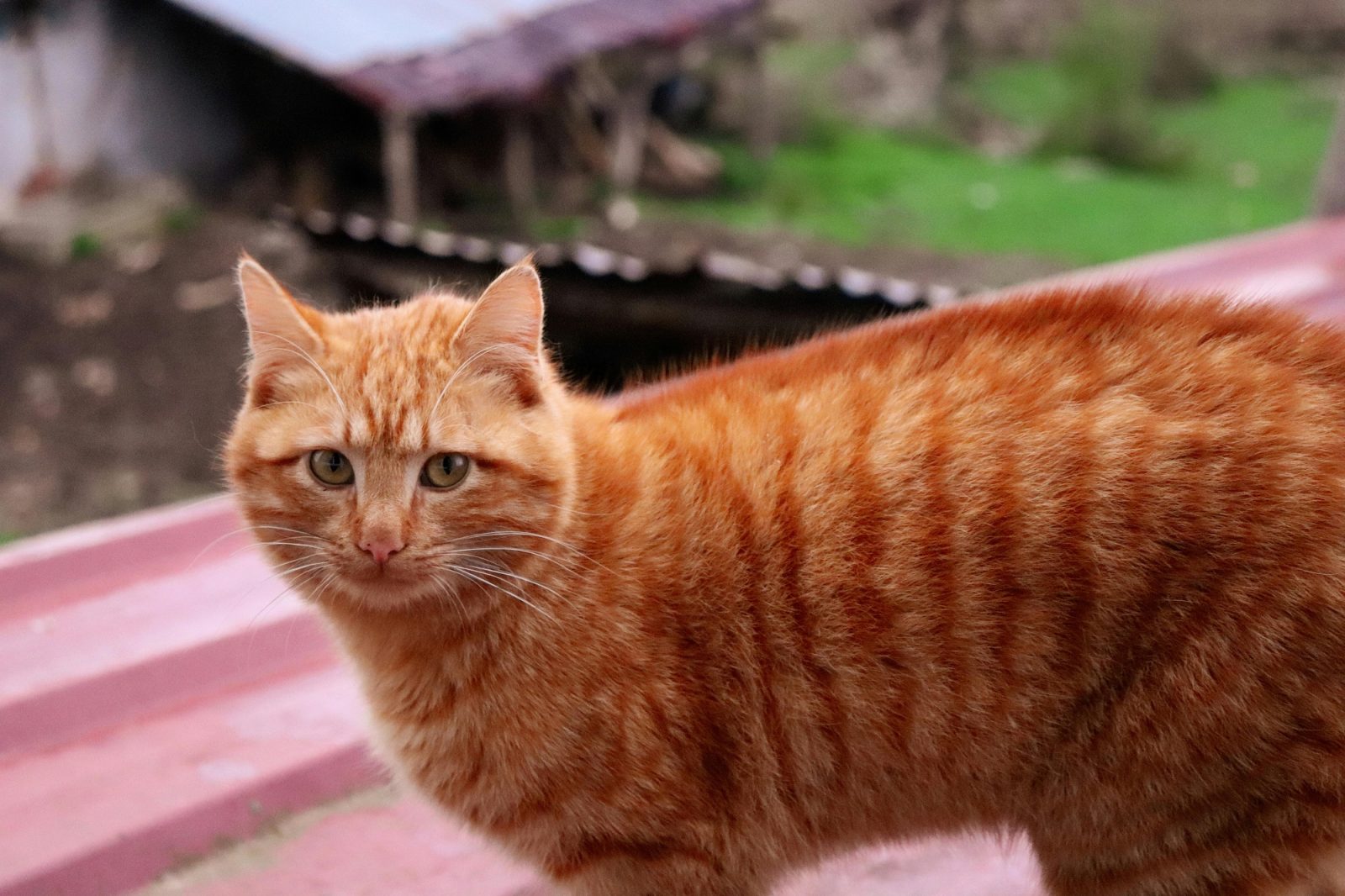 De ce sunt pisicile portocalii portocalii. Misterul genetic explicat după decenii