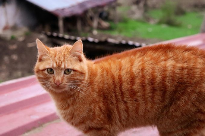 De ce sunt pisicile portocalii portocalii. Misterul genetic explicat după decenii