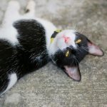 Ce se întâmplă în creier când interacționezi cu o pisică