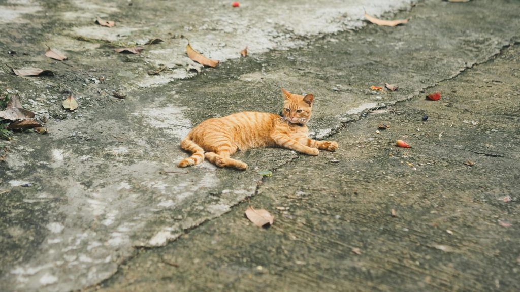 De ce sunt pisicile portocalii. Misterul genetic explicat după decenii