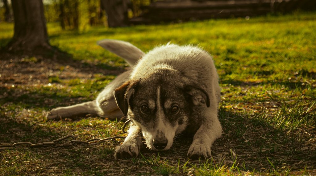 UE interzice ținerea câinilor în lanț. Noi reguli pentru protecția animalelor în Europa