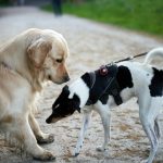 De ce își miros câinii fundul atunci când se întâlnesc? Ce informații află unii despre alții