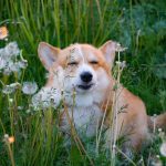 Alergiile la animalele de companie, o problemă tot mai des întâlnită. Proprietarii ajung să plătească sume uriașe pentru tratamente