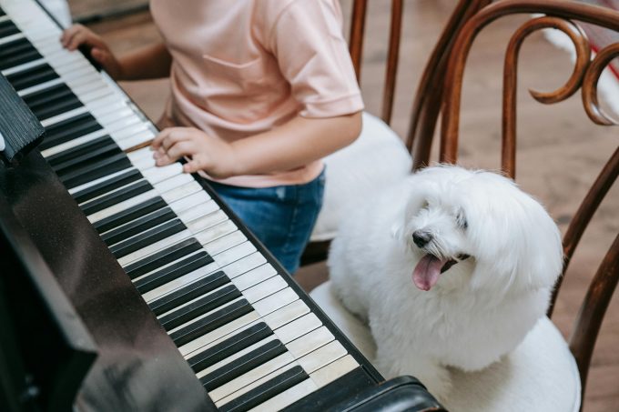 Muzica poate reduce anxietatea animalelor. Ce sunete funcționează cu adevărat pentru câini și pisici