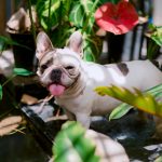 Plantele de apartament care pot fi toxice pentru câini și pisici. Ce simptome nu trebuie ignorate