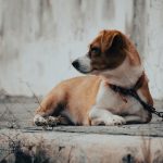 UE interzice ținerea câinilor în lanț. Noi reguli pentru protecția animalelor în Europa
