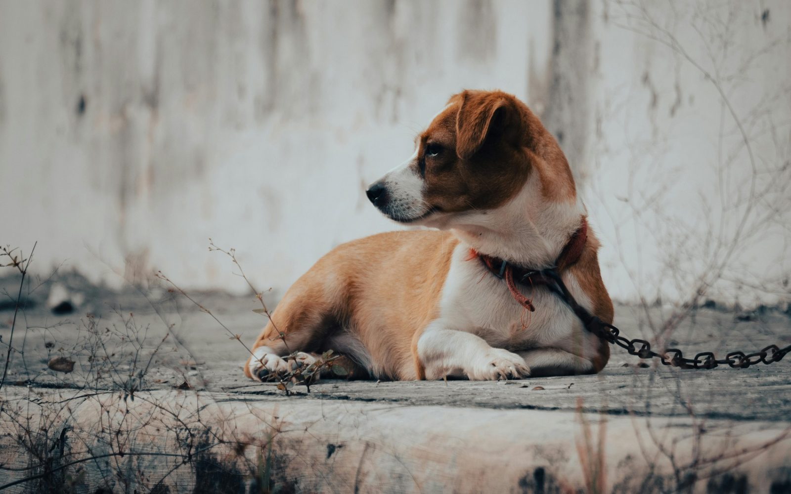 UE interzice ținerea câinilor în lanț. Noi reguli pentru protecția animalelor în Europa