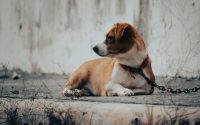 UE interzice ținerea câinilor în lanț. Noi reguli pentru protecția animalelor în Europa